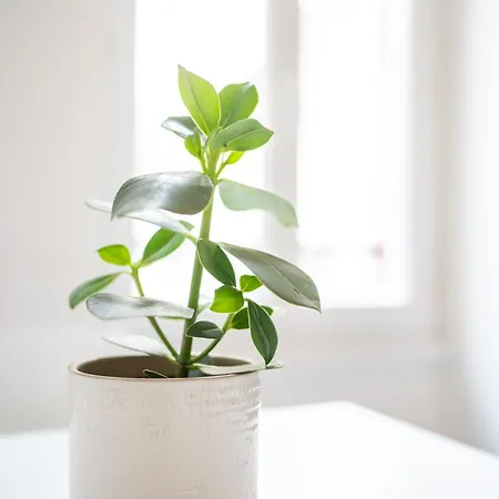 Vicheia - 32 Lejlighed